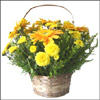 Golden Array - Click here to View more details about this Product